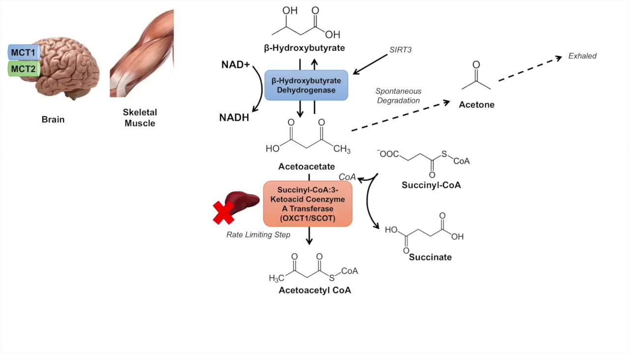 Ketone Body Metabolism Ketolysis Transport Absorption And 