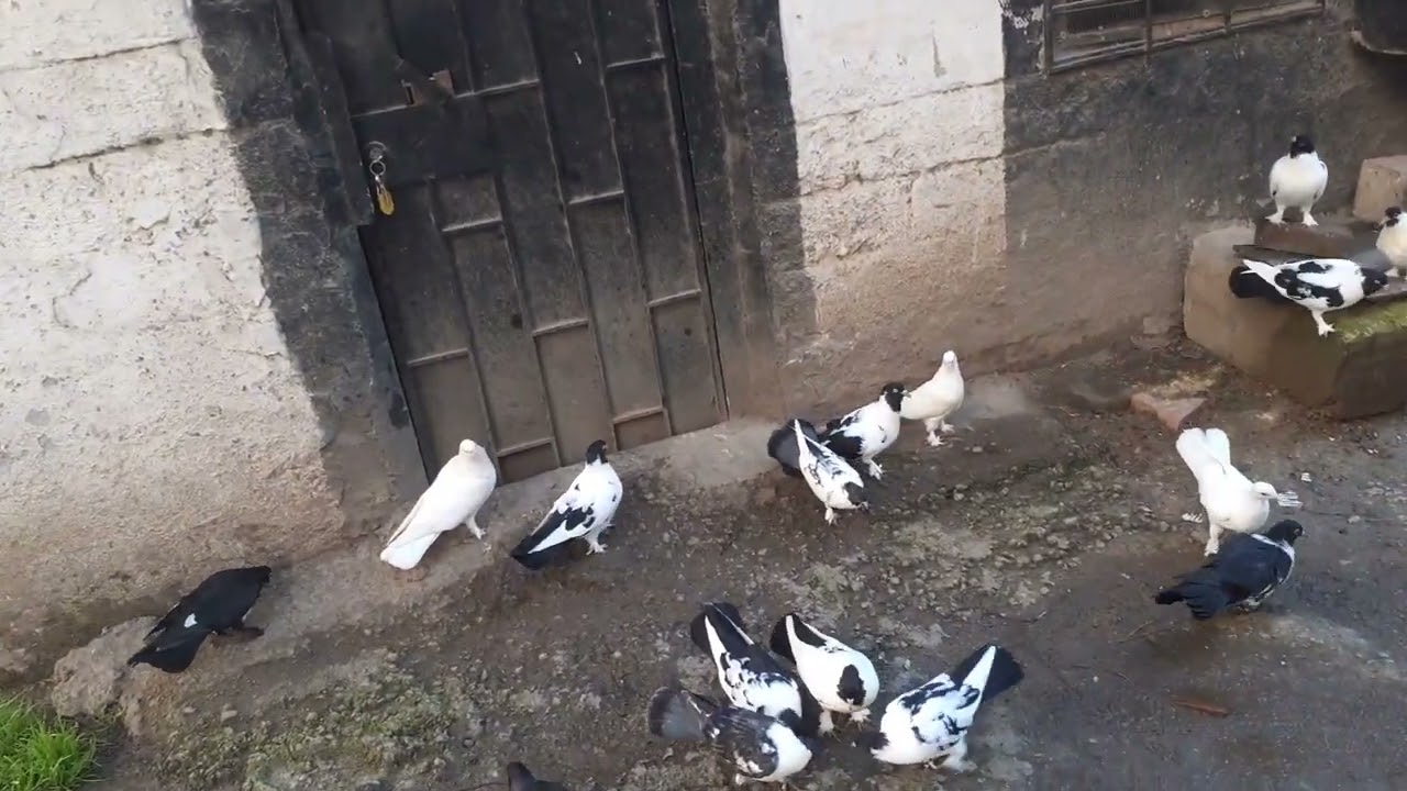 Yakında taklacı video ları çekeceğiz orijinal 