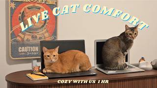 1 Hour Soft Piano Music x Cats🐾  Relaxing Playlist for Study, Work & Sleep screenshot 2