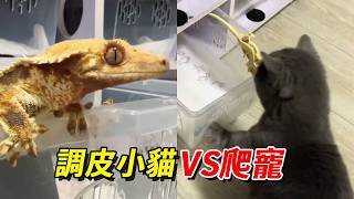 作為一只小貓最大的幸福是什麼？每天都有小魚和爬寵為伴！別吃啊TIMI！【王小怪】 screenshot 3