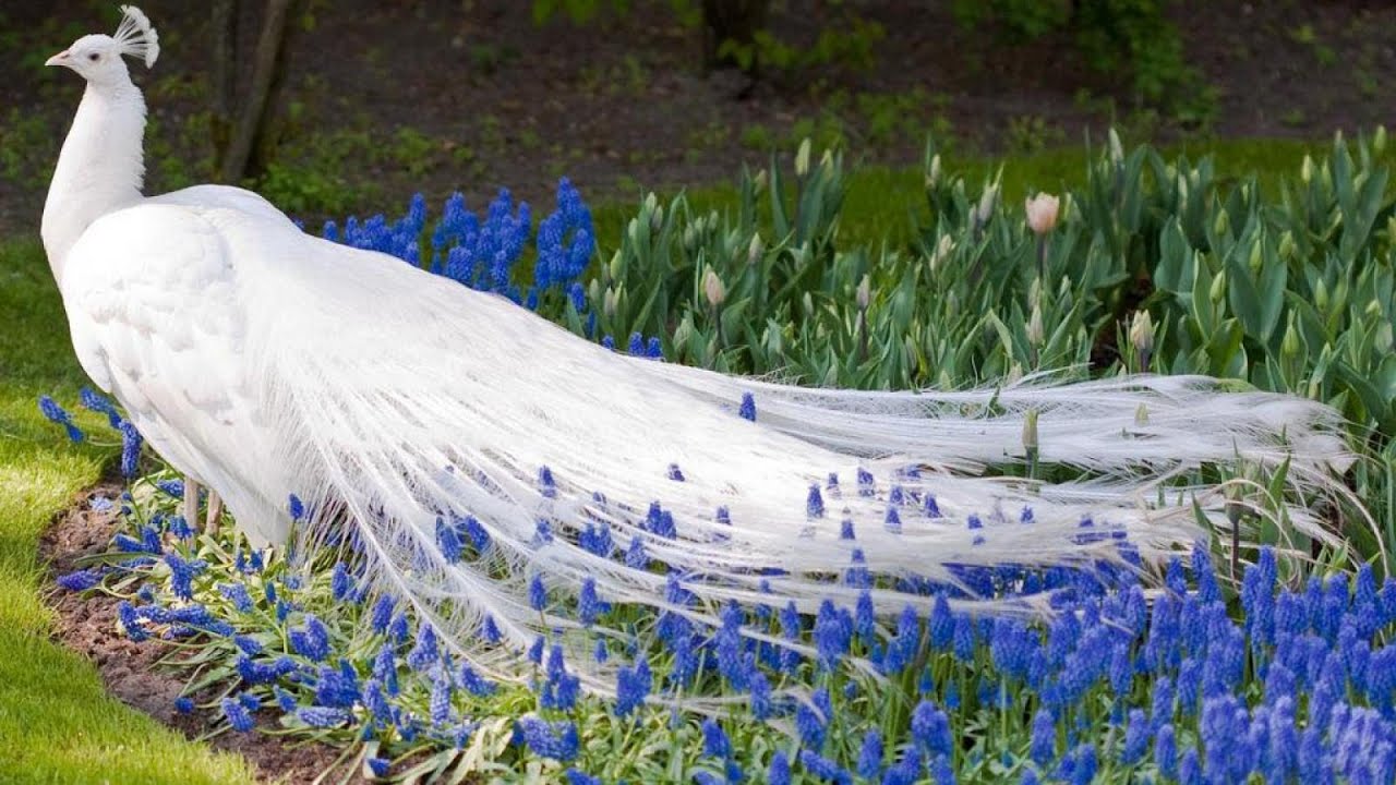 Amazing white peacock YouTube