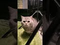 Съемка украшений. Моя домашняя студия. Кожаные браслеты с гравировкой  Chernous.