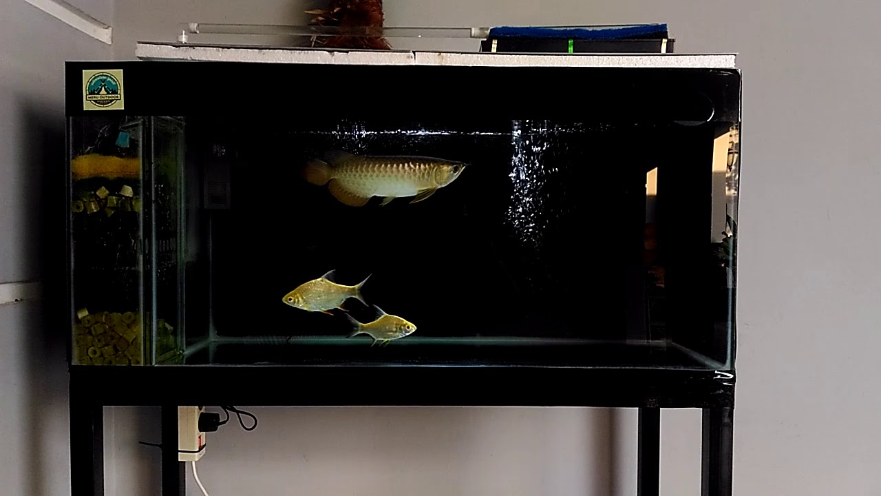 3 Sistem filtrasi arwana dalam 1 aquarium YouTube