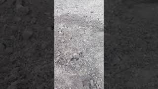 Digger Wasp With Captured Fly