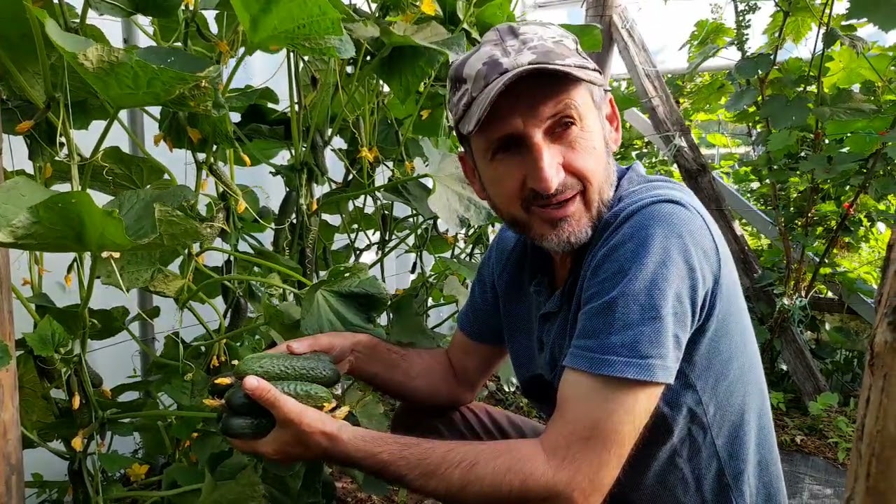 Rodire abundenta de castraveti   iulie 2025