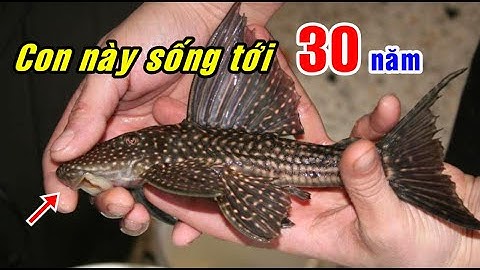 10 loài cá cảnh sống lâu nhất | 10 Longest-Living Aquarium Fish