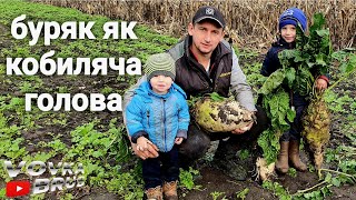 🇺🇦Технологія вирощування ГІГАНСЬКОГО кормового буряка.🇺🇦