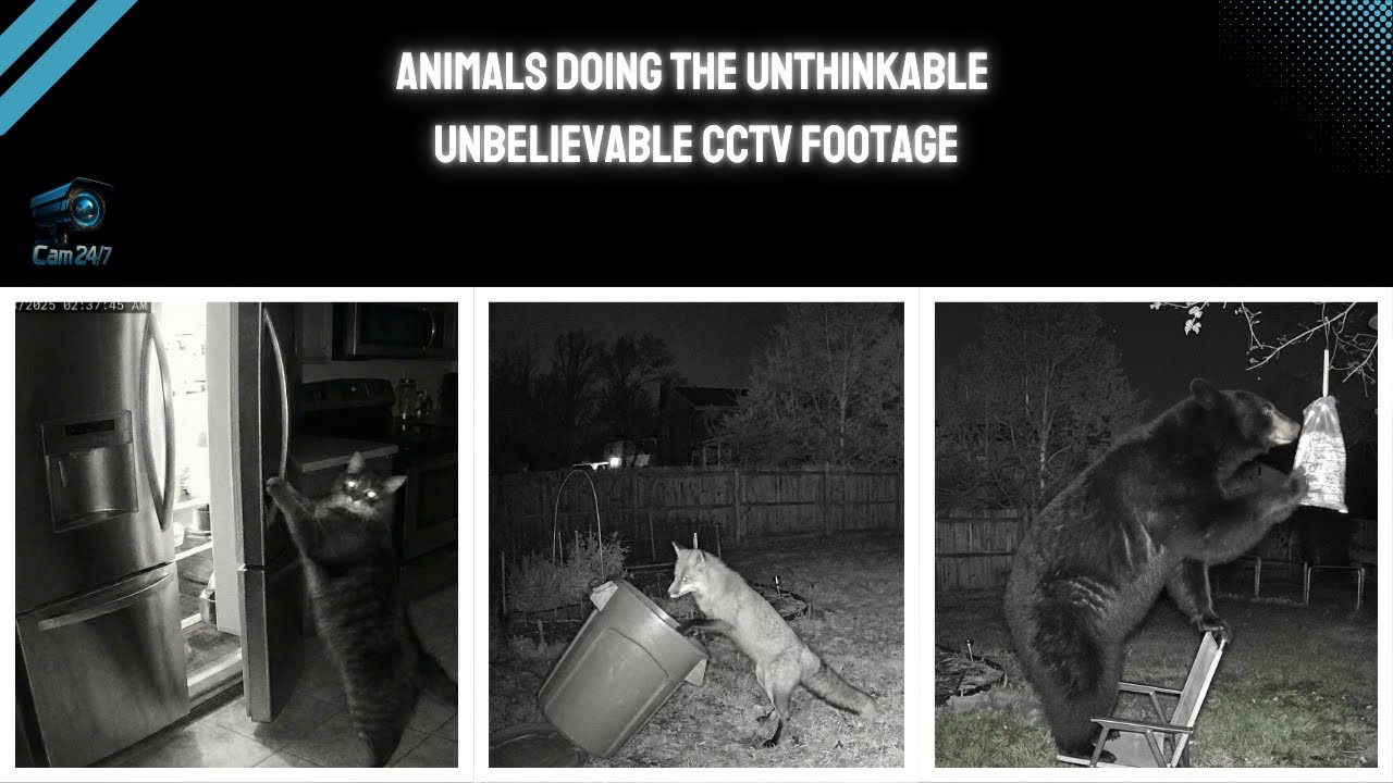 Animals Doing the Unthinkable Unbelievable CCTV Footage YouTube