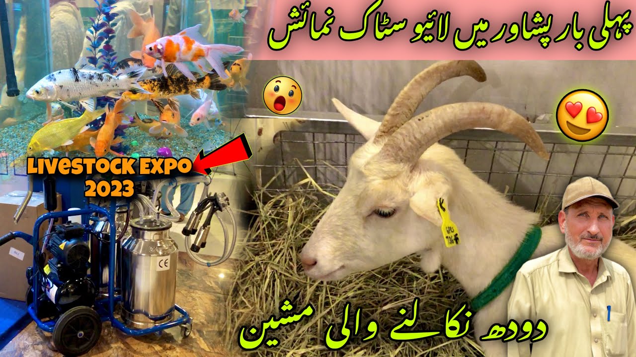 First International Livestock Expo In Peshawar 2023 | Milking Machines | Khyber Social Tv