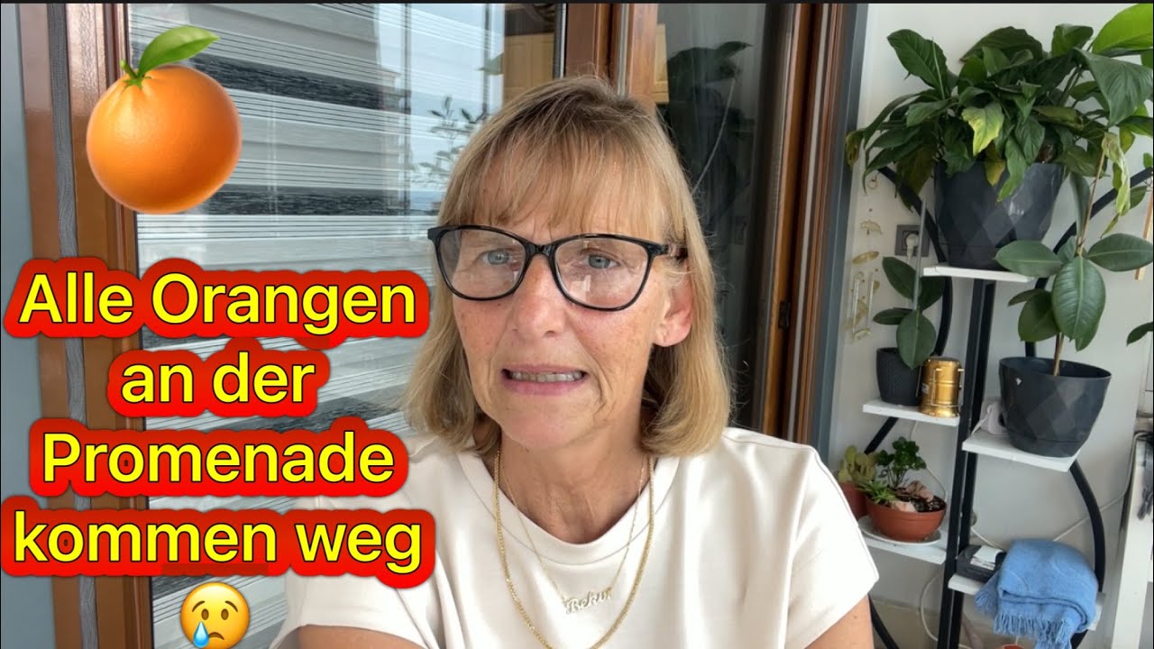 ALANYA NEWS ! Alle Orangen an der Promenade kommen weg und noch viel ...