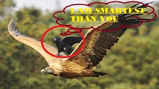 National Geographic Documentary 2016  - CROWS Intelligency , See Crows Smarter Than You Think