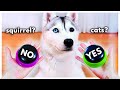 NEW! Dog Answers Fan Questions Using Talking Buttons! #4