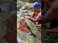 The process of finding gold | finding gold in bedrock fragments | worth $250 May 2026‼️
