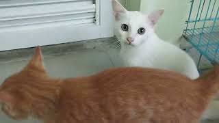 hujan membawa berkah.....kucing kucing ngumpul biar hangat by keluarga kucing bahagia 266 views 3 weeks ago 5 minutes, 16 seconds