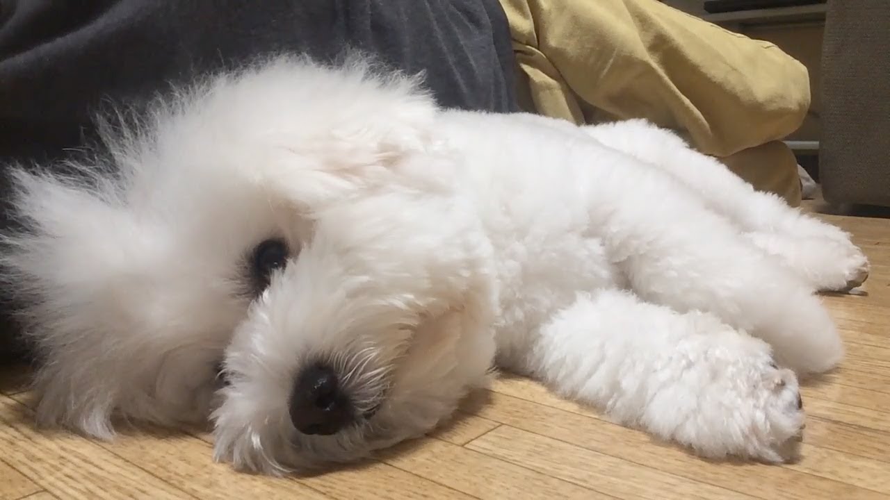 べったりかわいい犬 ビションフリーゼ 可愛い犬動画 笑えるおもしろ犬動画