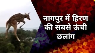 नागपुर के पारशिवनी में हिरण की ऊंची छलांग देखिए |video वायरल|nagpur deer long jump video viral|deer