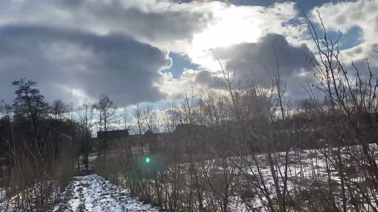 Другий садок фундука . Обрізка порослі . 