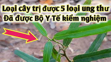 Loại cây thuốc trị 5 loại ung thu. PHAN HẢI Vlog