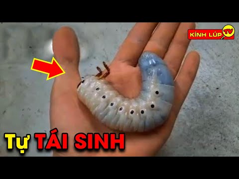 Video: Cách Loại Bỏ Xác động Vật