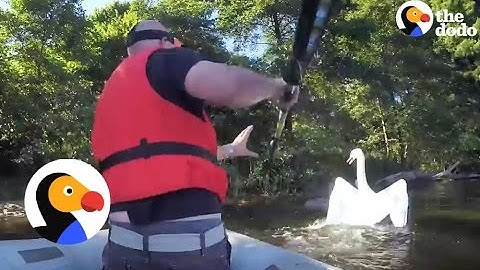 Guy Tackles Swan To Rescue Him | The Dodo