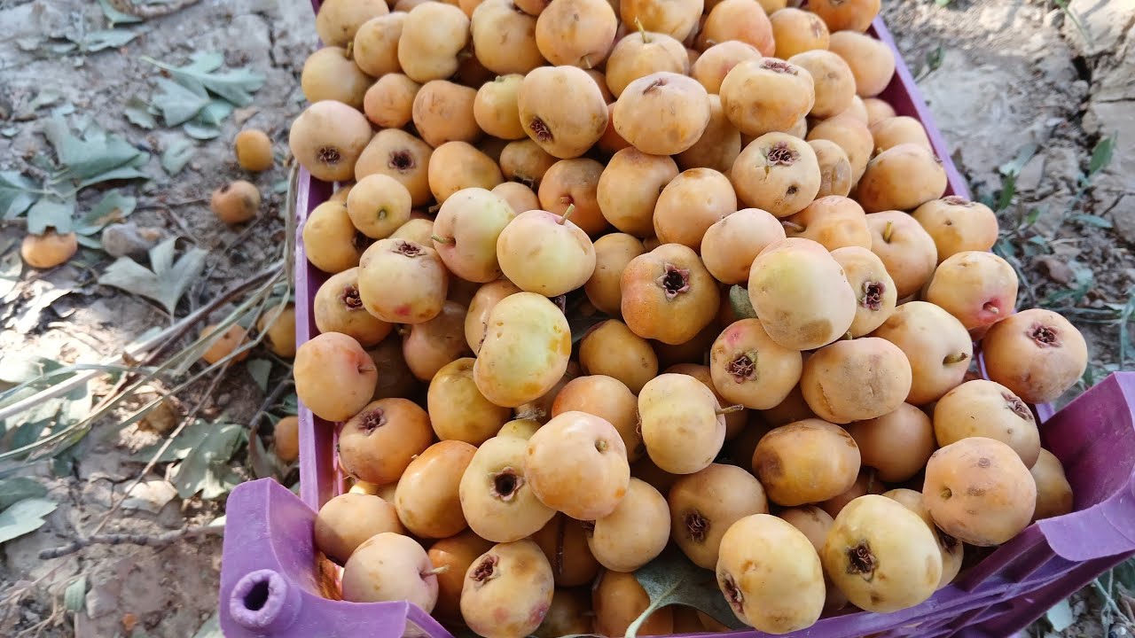 Harvesting Ripe Red & Yellow Hawthorn Fruits ✨🍊 | Sweet Autumn Orchard Pick & Nature Sound 🍂✨