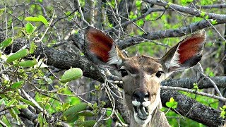 WildEarth - Sunset Safari - November 21, 2019