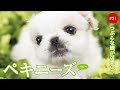 かわいいペキニーズの子犬たち #21 Pekingese