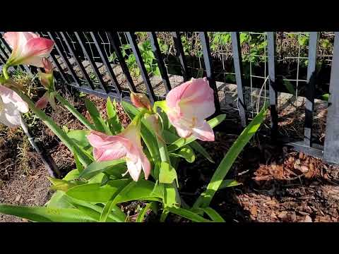 Video: Amaryllis buiten verdelen - Wanneer amaryllisplanten in de tuin splitsen?