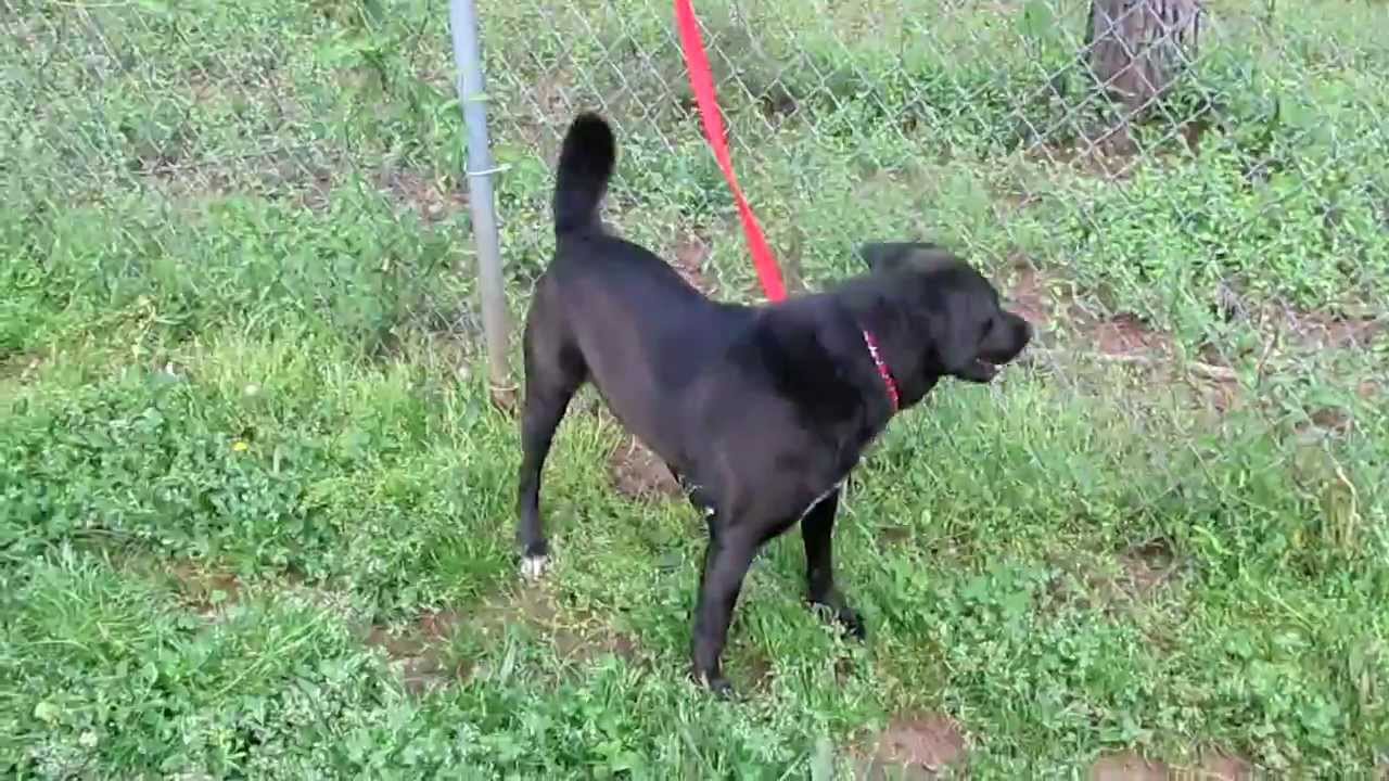 "Jake"3592  Lab Male Douglas Co, Animal Control March 20 2012