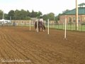 Sheridan Cowgirl Rodeo