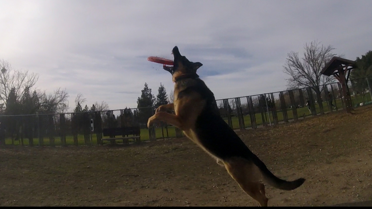 German Shepherd playing fetch at the dog park YouTube
