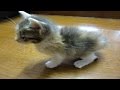 子猫保護 うんちが初めて出たよ
