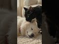 Afternoon naps with my soulmates. ☁️🐾 #samoyed #blackcat #voidandcloud #shorts
