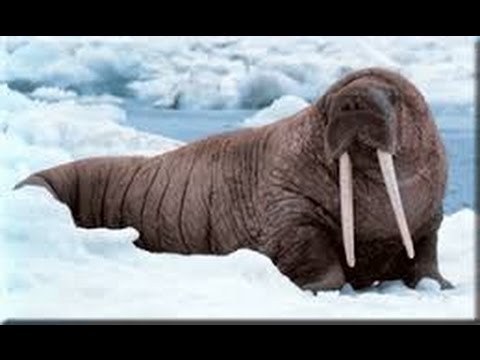 A walrus and seal is killed by Jan Guillou , a swedish