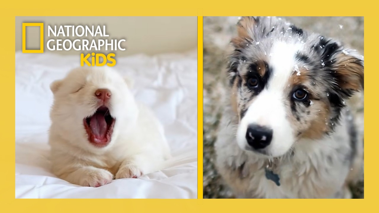 Puppies vs. The World! 🐶🌎 | Full Episode | @natgeokids