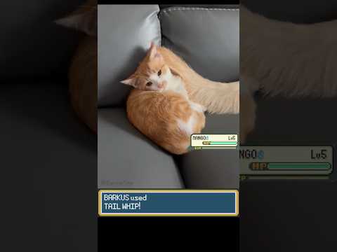 DOG uses TAIL WHIP on the little Kitten 🐈 #pokemon #pokemonmemes #pokemonbattle #irlpokemon