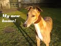 Rescue Greyhound checks out her new home