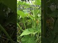 [畑の記録9/1]台風　雨が上がっている時を狙って野菜の収穫