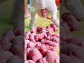 new born 🥰 cute rabbit baby 🥰#cute #khargosh #video #short