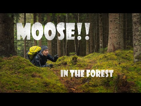 THE MOOSE Wakes Up - Spring, Woodland and DJI Mini 4 drone Landscape PHOTOGRAPHY IN NORWAY