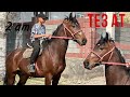 ӨЗГӨНДӨ 2 АТ КАМБАР АКЕДЕ ~ ТЕЗ АТТАР ЭФИРДЕ 🐎