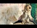 The kitten wags its tail in front of the dog&#39;s nose so cute