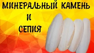 СЕПИЯ и МИНЕРАЛЬНЫЙ КАМЕНЬ для ВОЛНИСТЫХ попугаев! СТАЧИВАНИЕ КЛЮВА попугаев СЕПИЯ и МИНЕРАЛЬНЫЙ КАМЕНЬ для ВОЛНИСТЫХ попугаев! СТАЧИВАНИЕ КЛЮВА попугаев