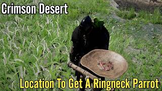 Crimson Desert,  Location To Get A Ringneck Parrot Guide