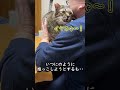 そんな気分じゃない猫【元野良猫ピースケ】 #shorts #初老夫婦とねこ