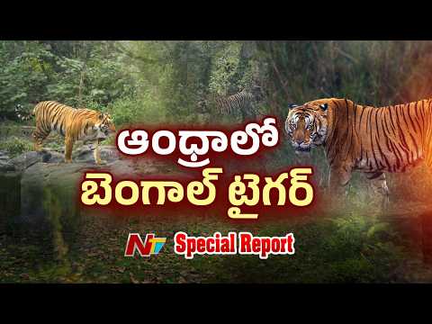 ఏపీలో బెంగాల్ టైగర్ సంచారం | AP | Tiger | Special Report | NTV Telugu - NTVTELUGU
