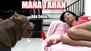 Pretending to Sleep with a Sausage in My Hand | Dogs Reaction | Funny Dogs Videos #hewiepitbull by Hewie Pitbull Channel 6,185 views 1 month ago 8 minutes, 5 seconds