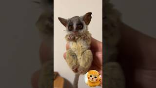 Обережно! Перегляд цього відео викликає нестримний сміх! 😂#animals#shorts #котисобаки #тренди