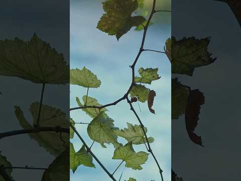 The Vine and the Branches (John 15:5) 1 YouTube video thumbnail