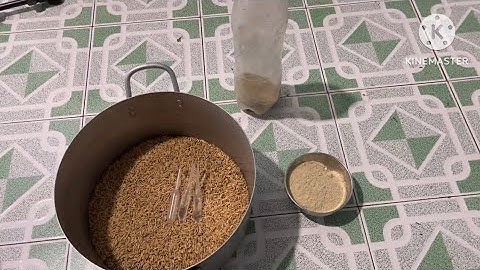 Cách trộn mồi đặt bẩy chuột cống nhum + chuột cơm đây là khắc tinh của loài chuột cực kỳ hiệu quả